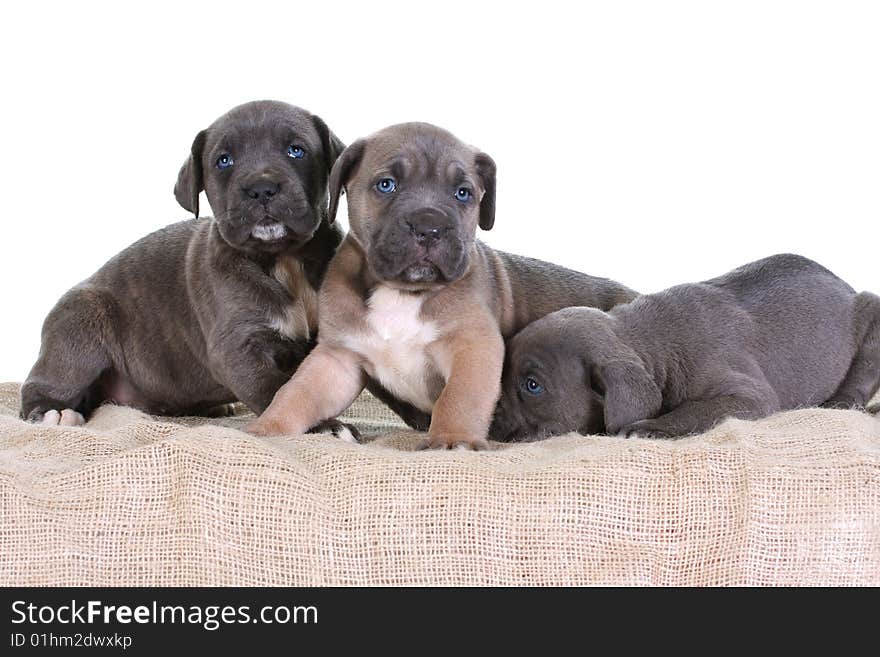 Beautiful young puppy italian mastiff cane corso ( 5 weeks )