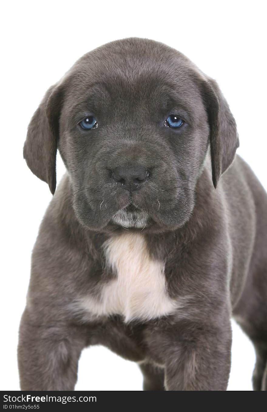 Beautiful young puppy italian mastiff cane corso ( 5 weeks )