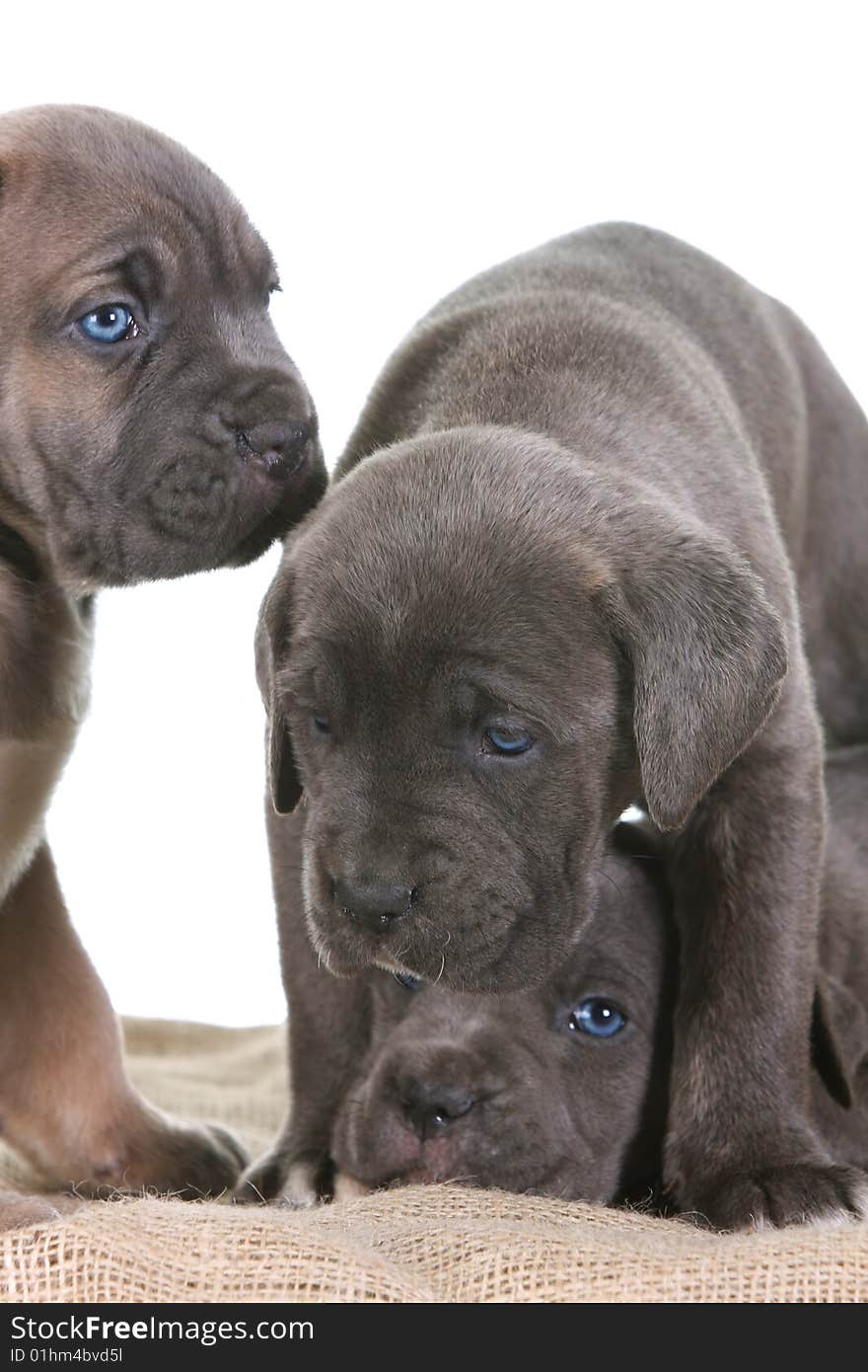 Beautiful young puppy italian mastiff cane corso ( 5 weeks )