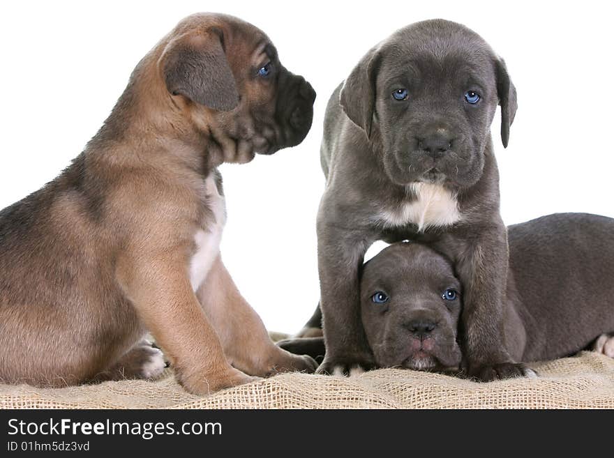 Puppy italian mastiff cane corso