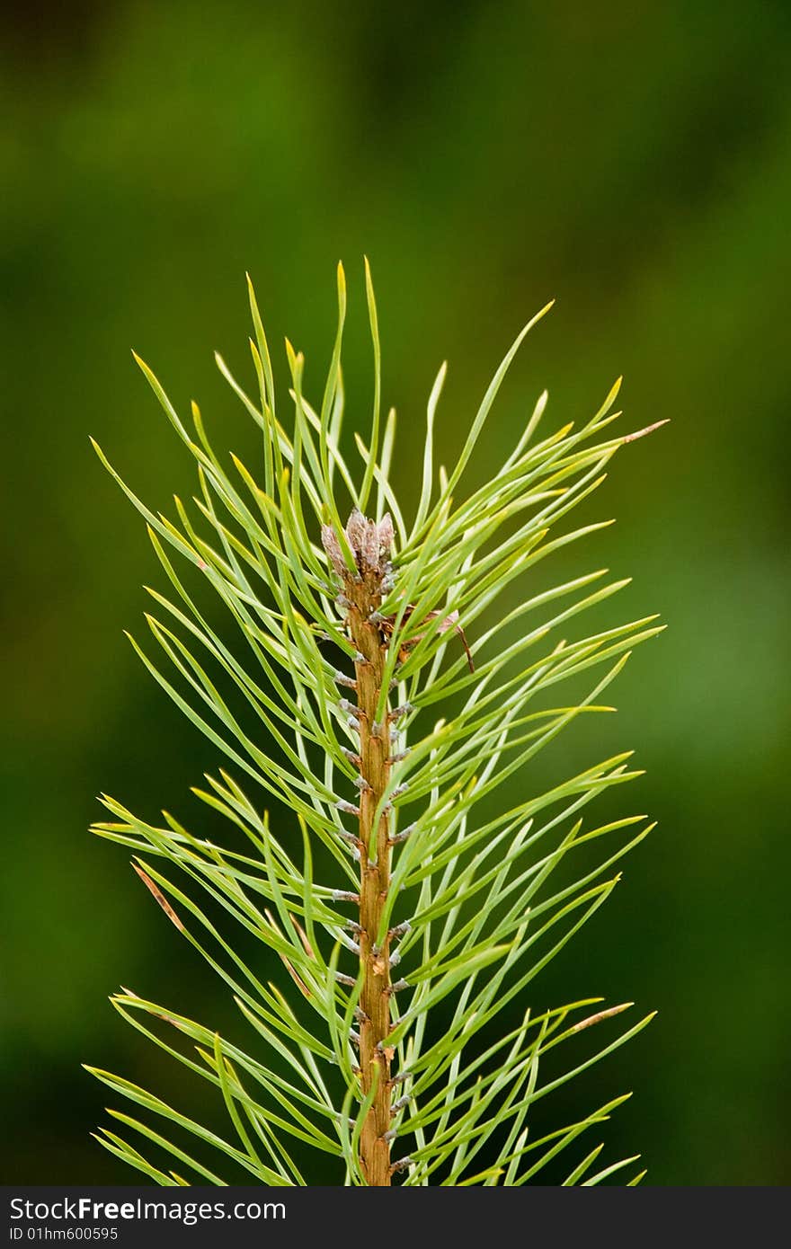 Flower of wild tree in big forest