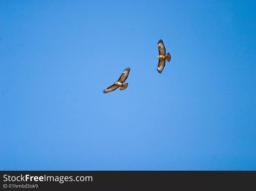 Wild buzzards flying on blue sky in sunny day. Wild buzzards flying on blue sky in sunny day