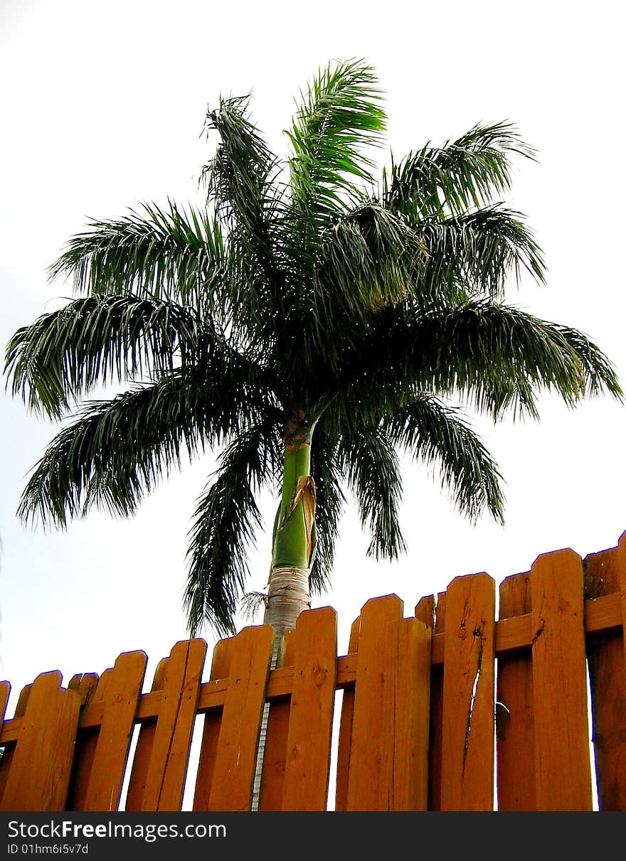 A royal tropical palm with a cloudy sky and wooden fence in a Kendall neighbor hood, Miami. A royal tropical palm with a cloudy sky and wooden fence in a Kendall neighbor hood, Miami.