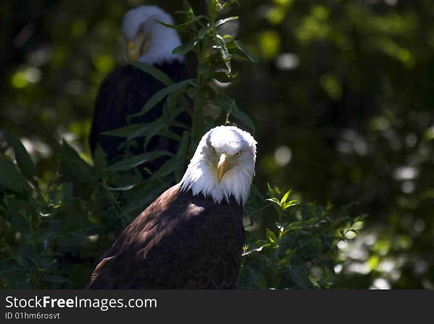 Bald Eagle