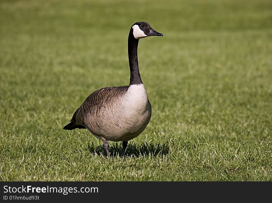 Goose walking