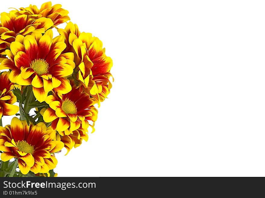 Bouquet Of Chrysanthemum