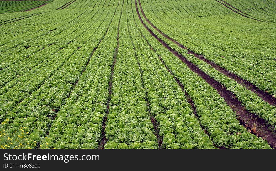 Planted lettuce  field