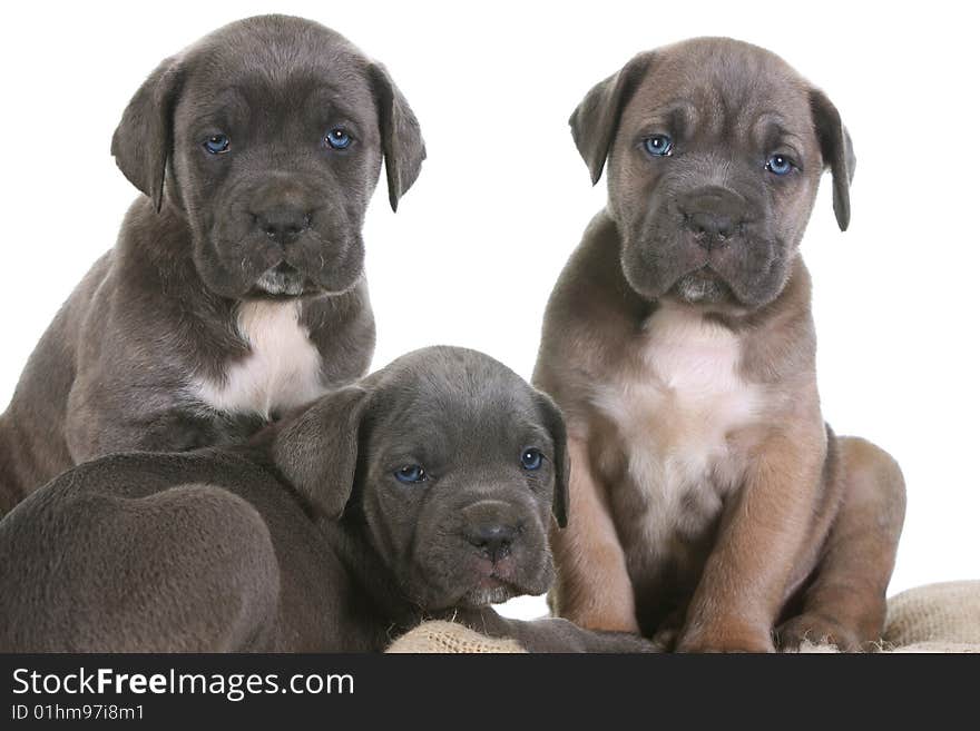 Beautiful young puppy italian mastiff cane corso ( 5 weeks )