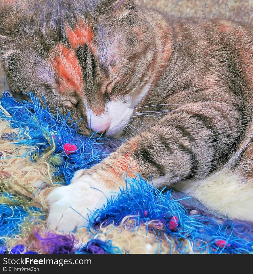 One of our adopted rescues, baby chutspaw, asleep on colorful matrrial with her colorful marking on forehead. Shot reflected and filllight, camera mode set to vivid. One of our adopted rescues, baby chutspaw, asleep on colorful matrrial with her colorful marking on forehead. Shot reflected and filllight, camera mode set to vivid