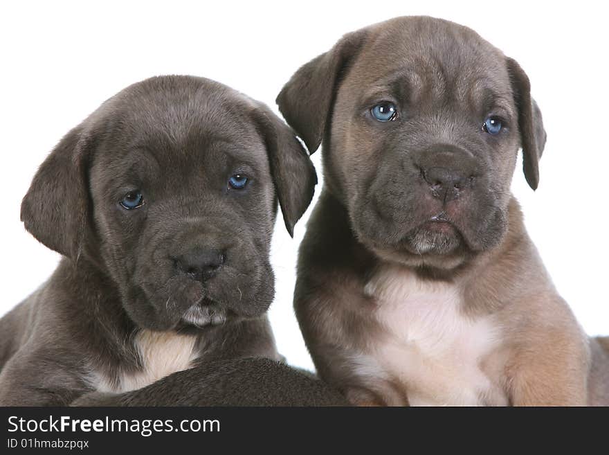 Beautiful young puppy italian mastiff cane corso ( 5 weeks )