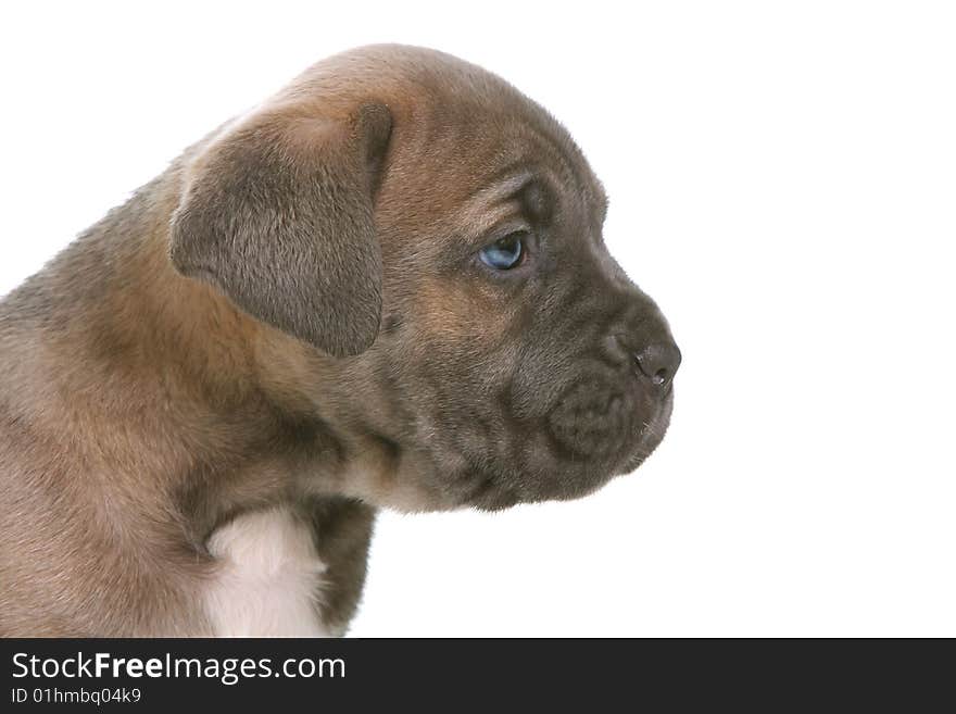 Puppy Italian Mastiff Cane Corso