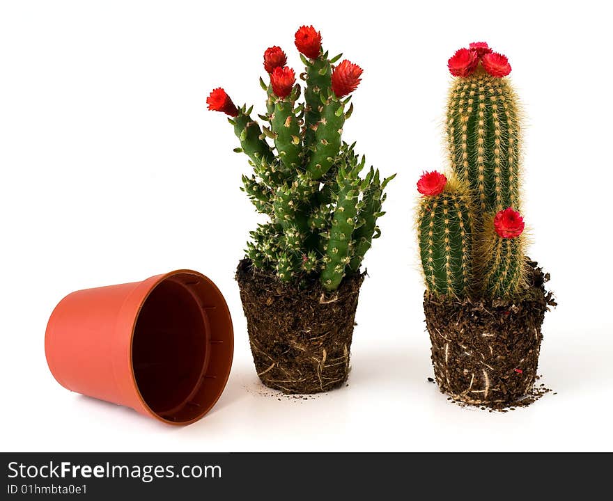 Two potted cacti without pot and an empty pot. Two potted cacti without pot and an empty pot.