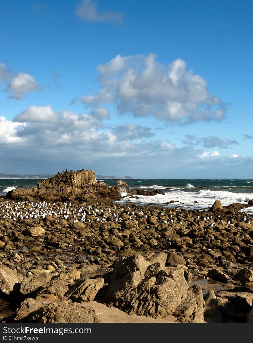 Sea Birds and rocky shore on California Beach