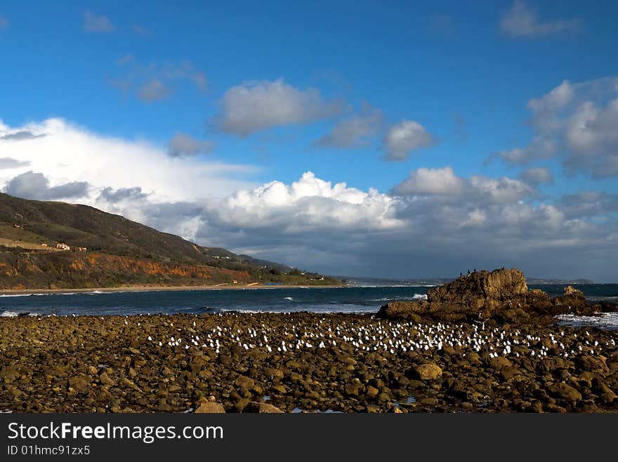 Sea Birds on rocky California Beach