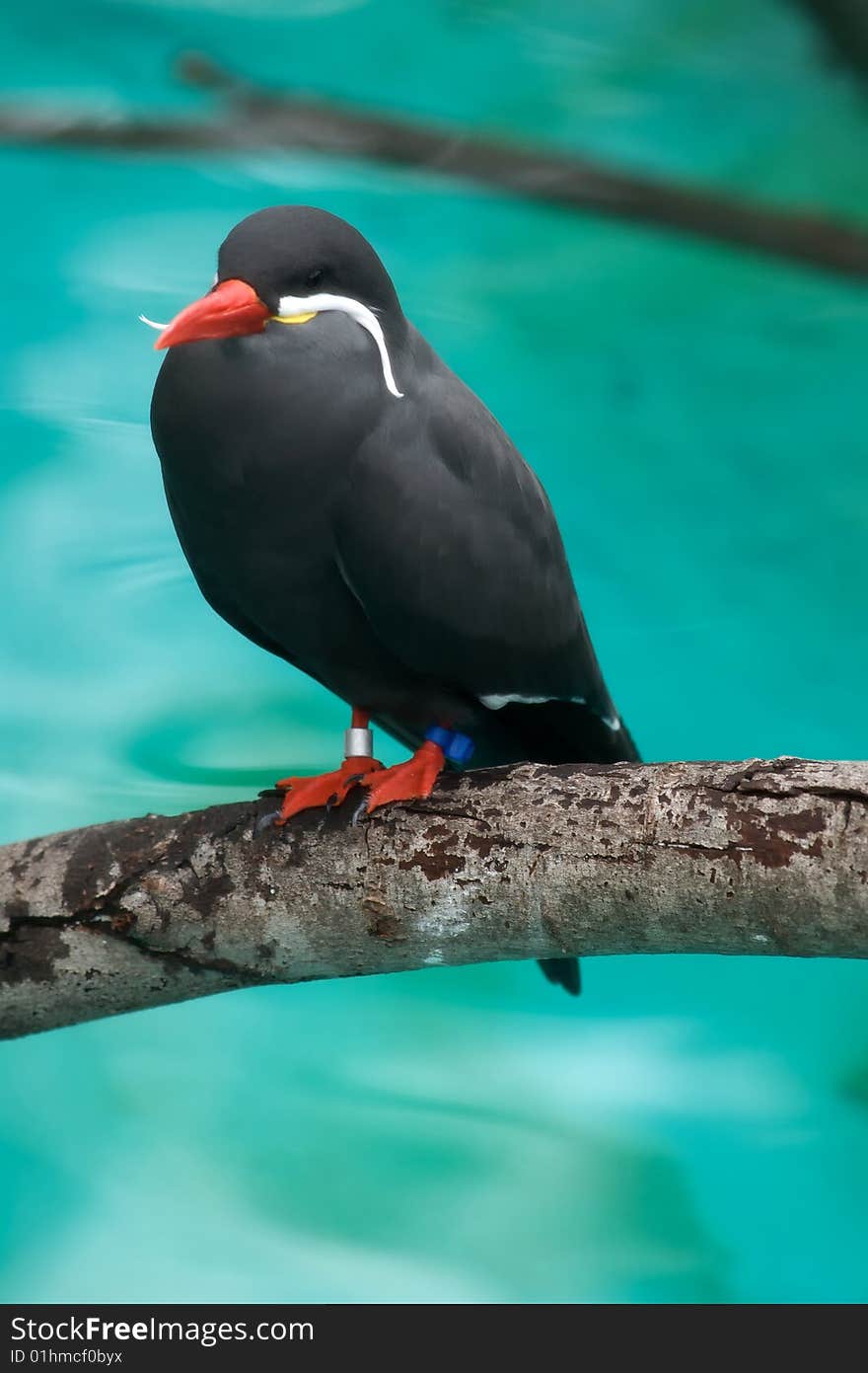 Black Bird on Branch