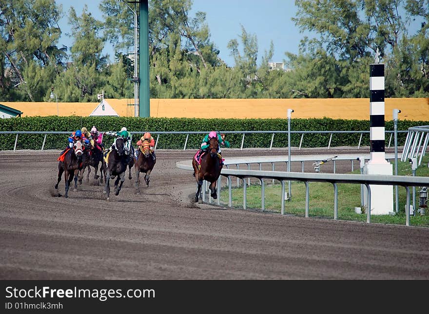 Racehorses sprinting out of the final turn and starting the stretch run to the finish line at a south florida racetrack. Racehorses sprinting out of the final turn and starting the stretch run to the finish line at a south florida racetrack