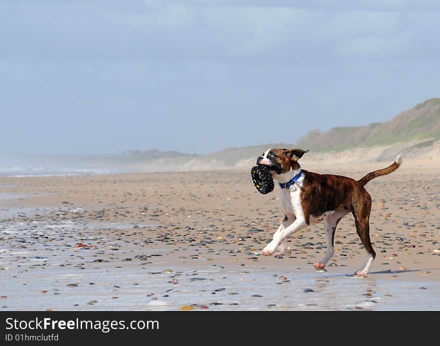 Boxers are well know for their exuberant nature. Boxers are well know for their exuberant nature