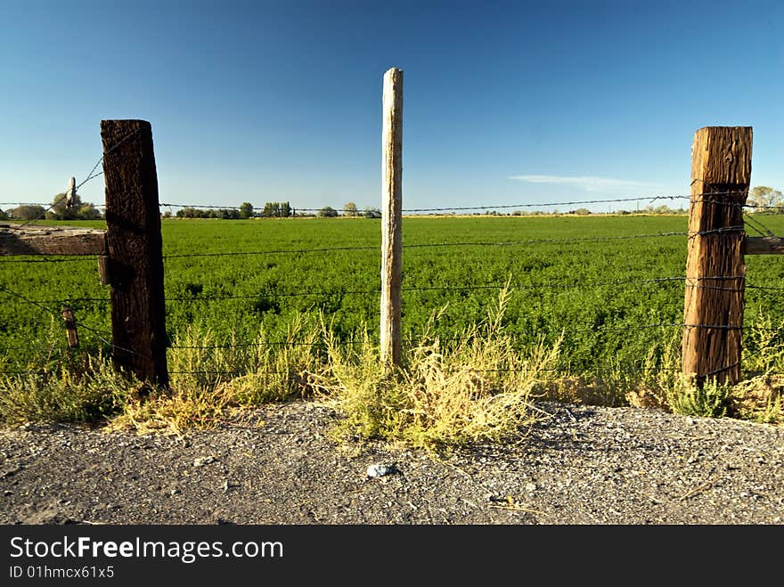 A weathered and aged barbed wire fence separates a dusty country road from a green farm field. A weathered and aged barbed wire fence separates a dusty country road from a green farm field