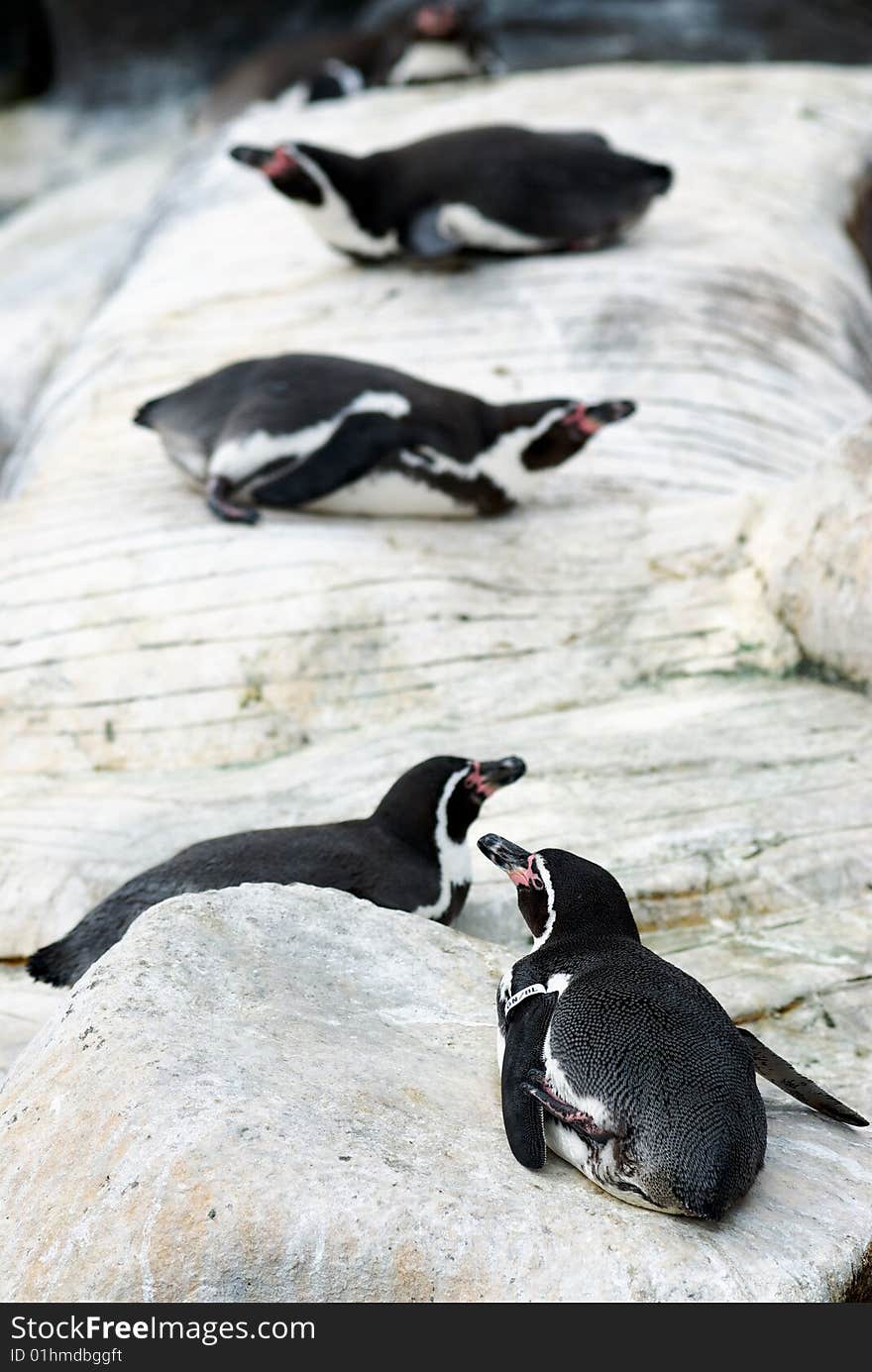 A comical line of black and white penguins laying on their bellies along the rocks. A comical line of black and white penguins laying on their bellies along the rocks