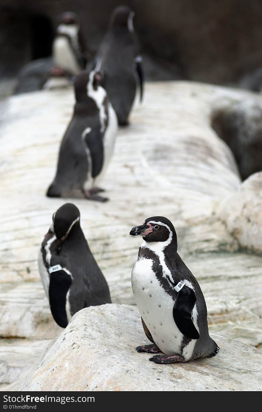 A line of adorable black and white king penguins along the rocks. A line of adorable black and white king penguins along the rocks