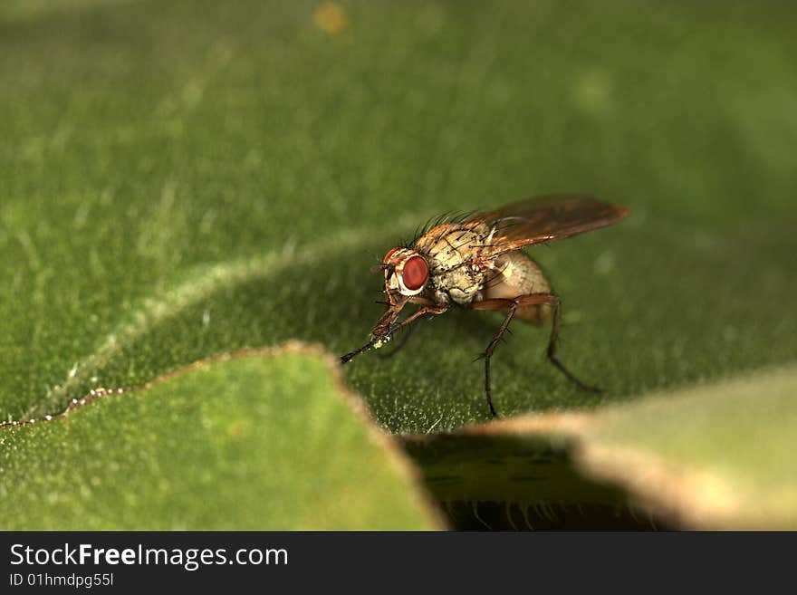 Closeup of fly