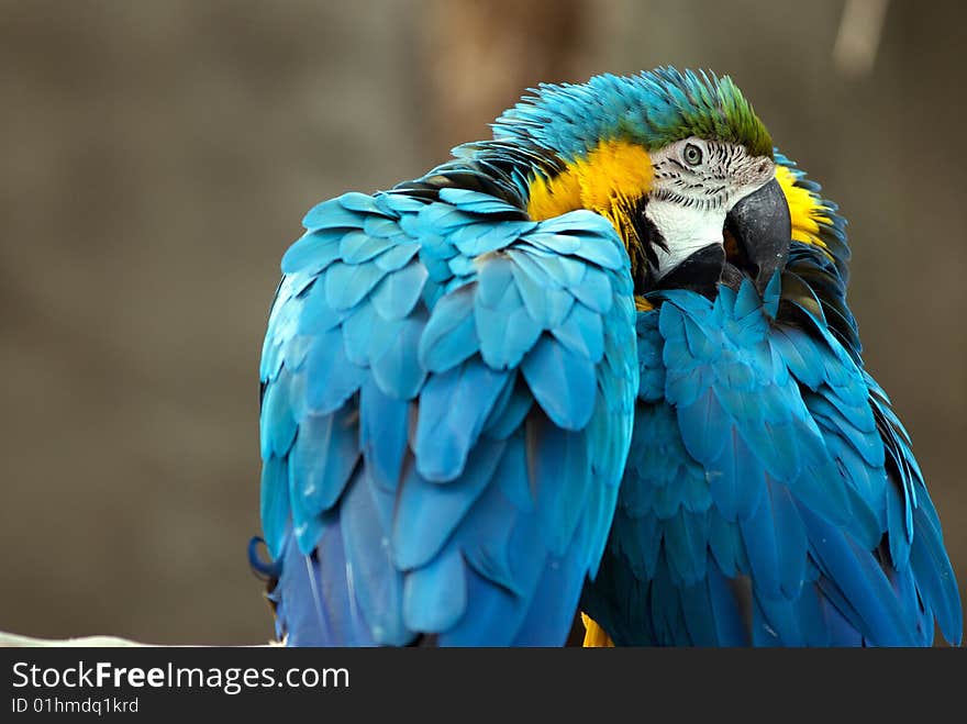 Preening Parrots