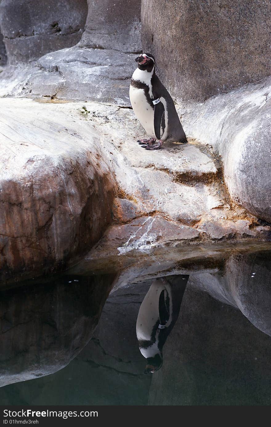 A penguin stands along the rocky shoreline admiring his reflection. A penguin stands along the rocky shoreline admiring his reflection