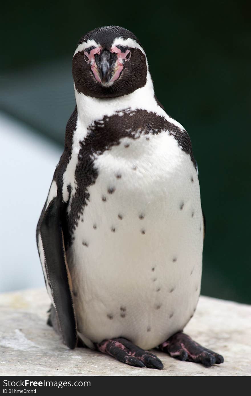 Black and White King Penguin