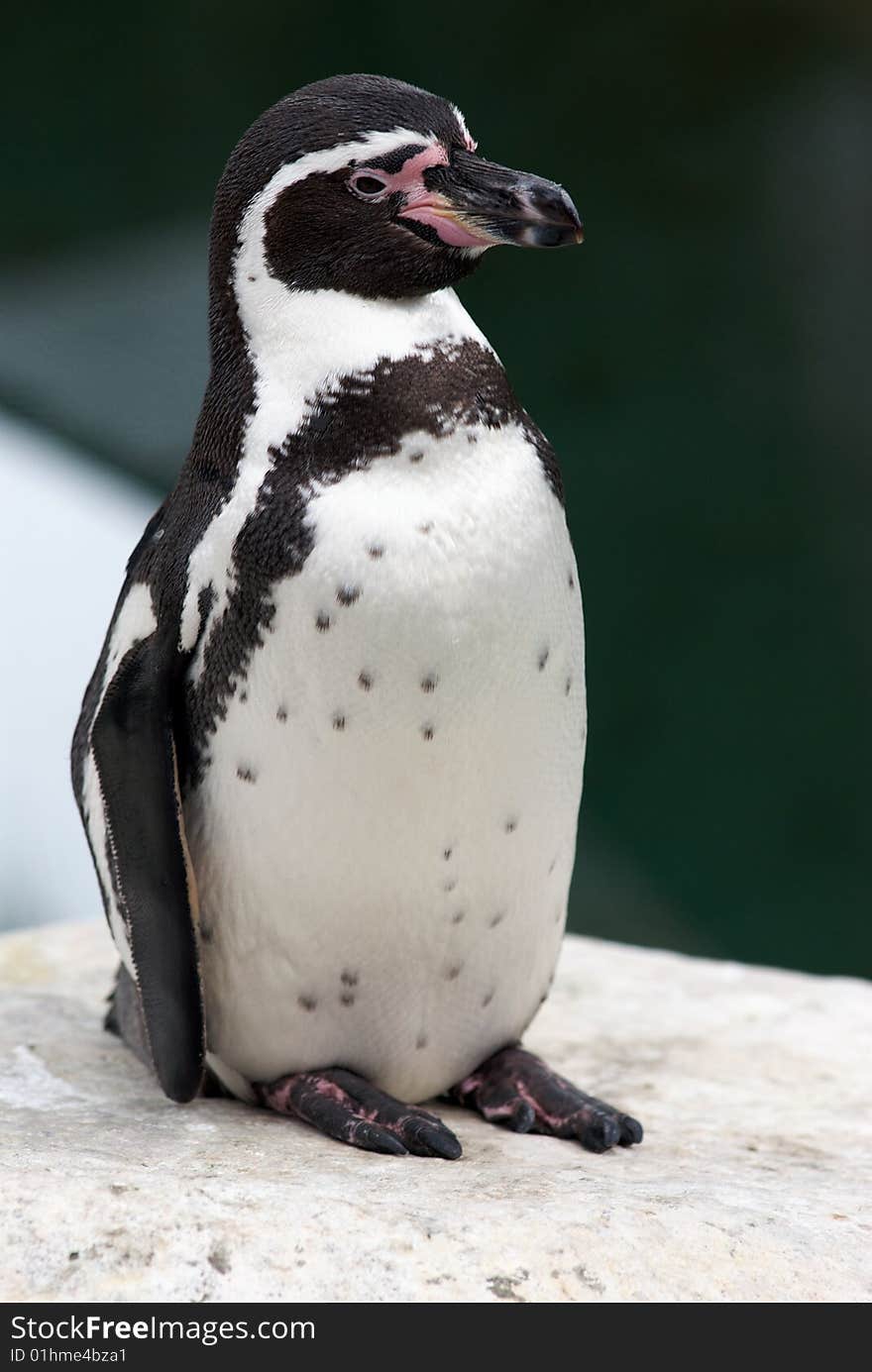 A lone penguin stands on rocks along the shoreline. A lone penguin stands on rocks along the shoreline