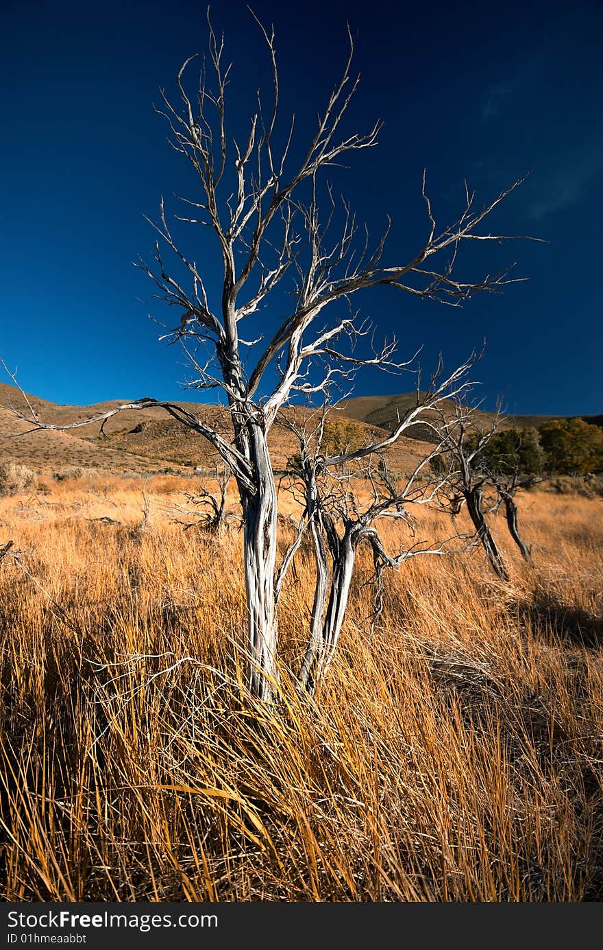 A withered, ancient tree stands in a field of colorful grasses. A withered, ancient tree stands in a field of colorful grasses