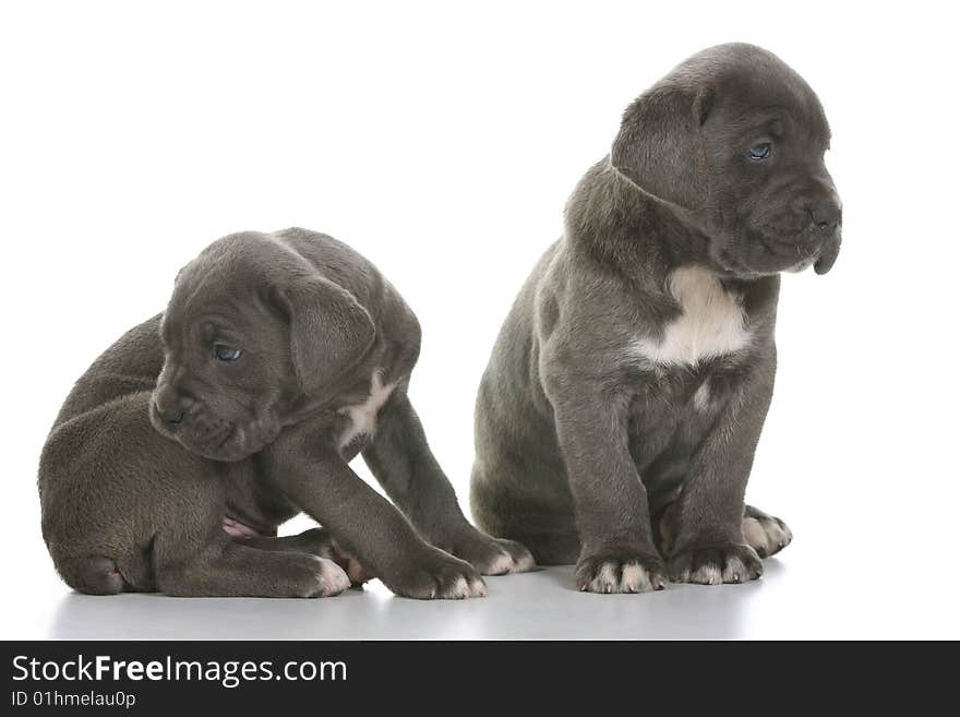 Puppy italian mastiff cane corso