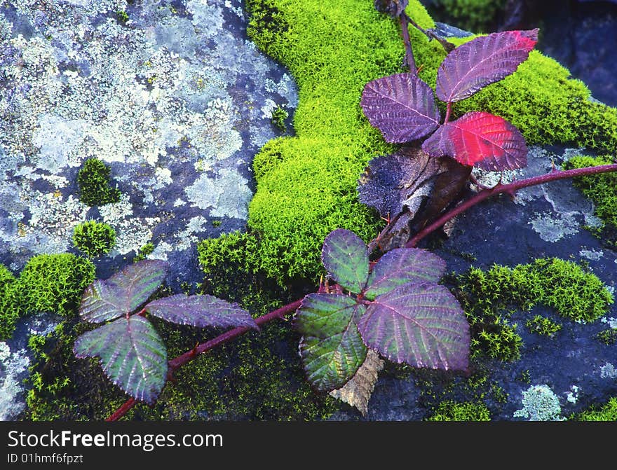 Vine On Mossy Granite