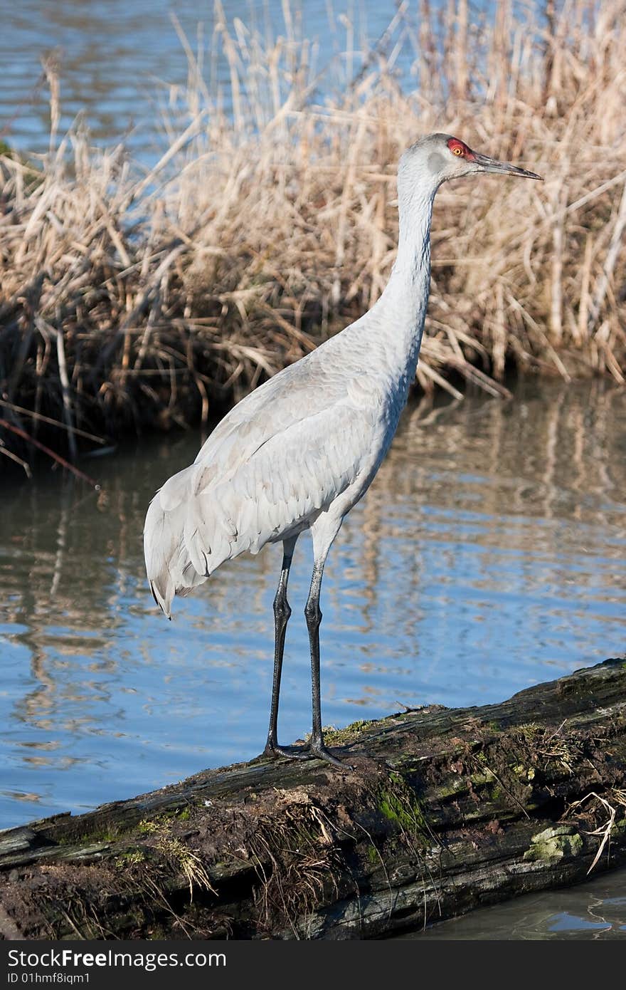 Sandhill Crane On A Log