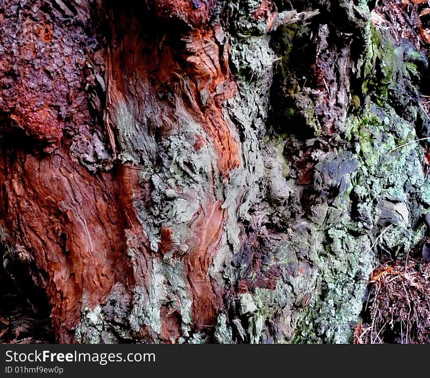 I found this colorful, textured tree bark along a patch on the Mendocino Coast Line. I found this colorful, textured tree bark along a patch on the Mendocino Coast Line