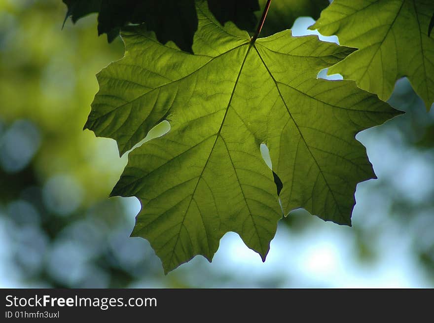 Green Maple Leaf