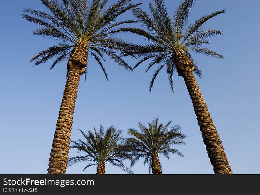 Jerusalem Palms