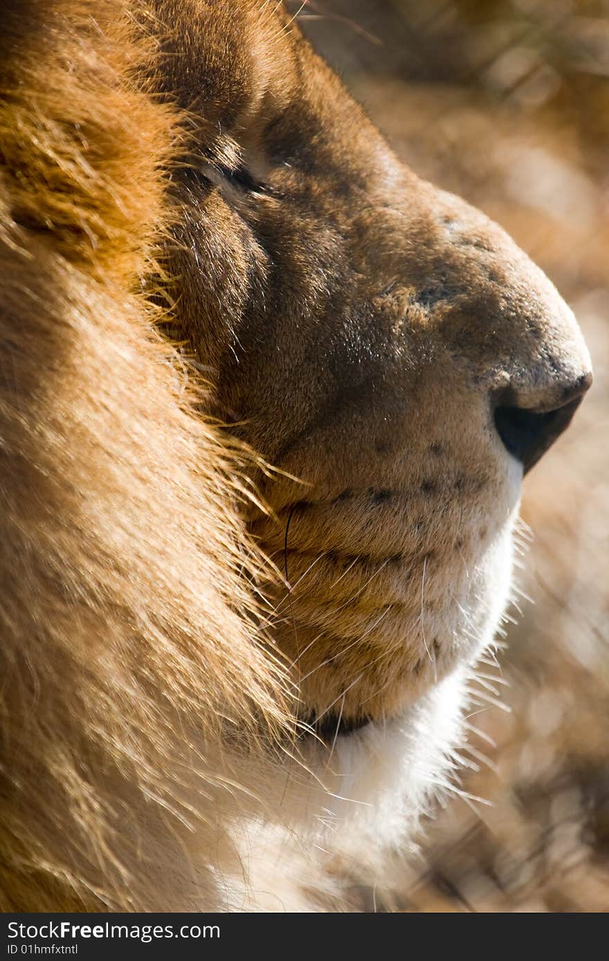 African Lion portrait, side view. African Lion portrait, side view