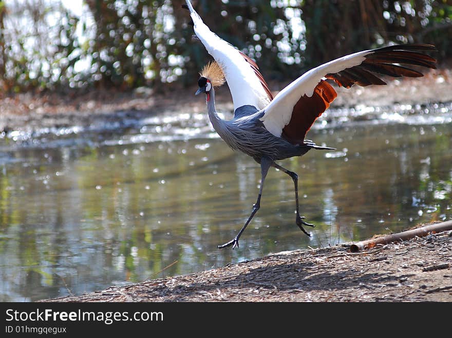 African Crowned Crane