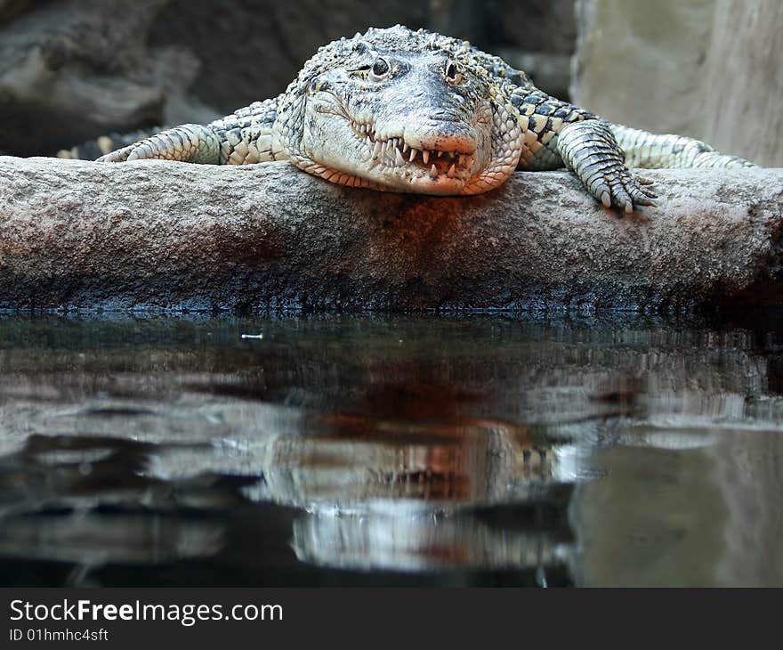 Cuban Crocodile lying on the bank of pool