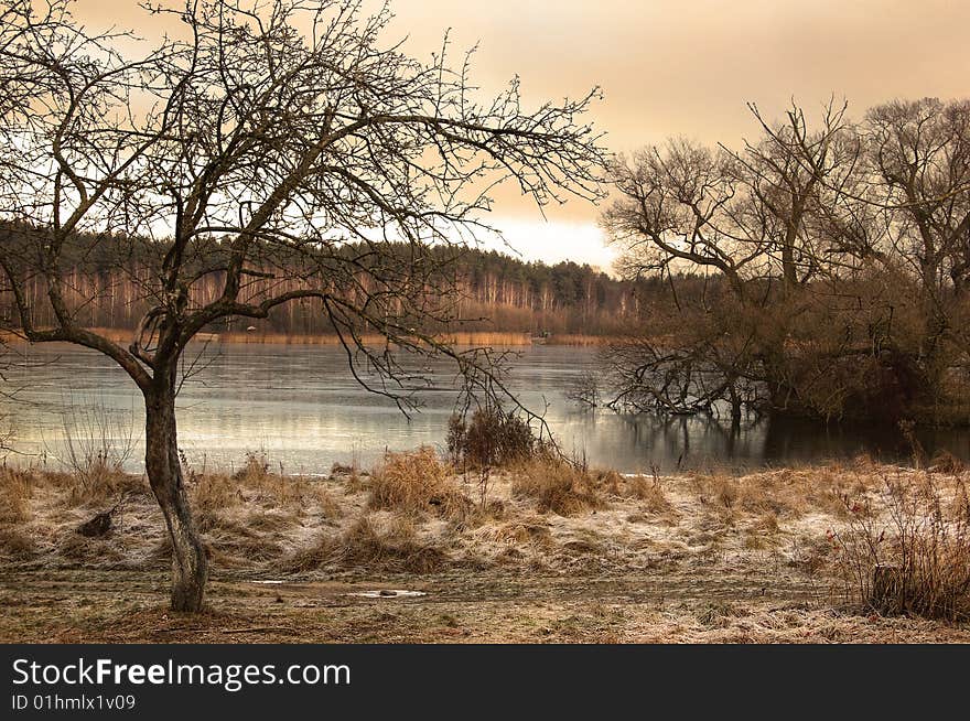 Trees in coast