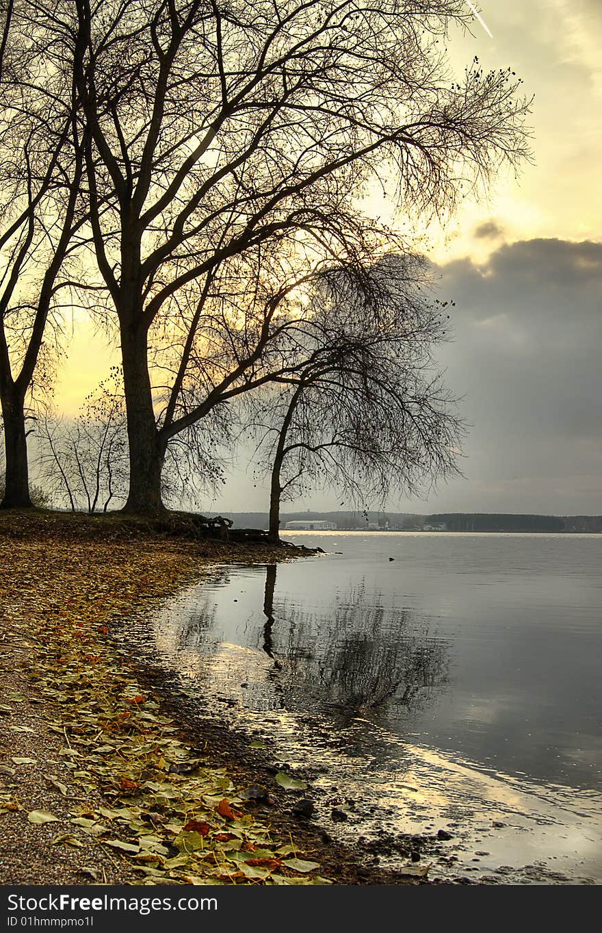 Trees in coast