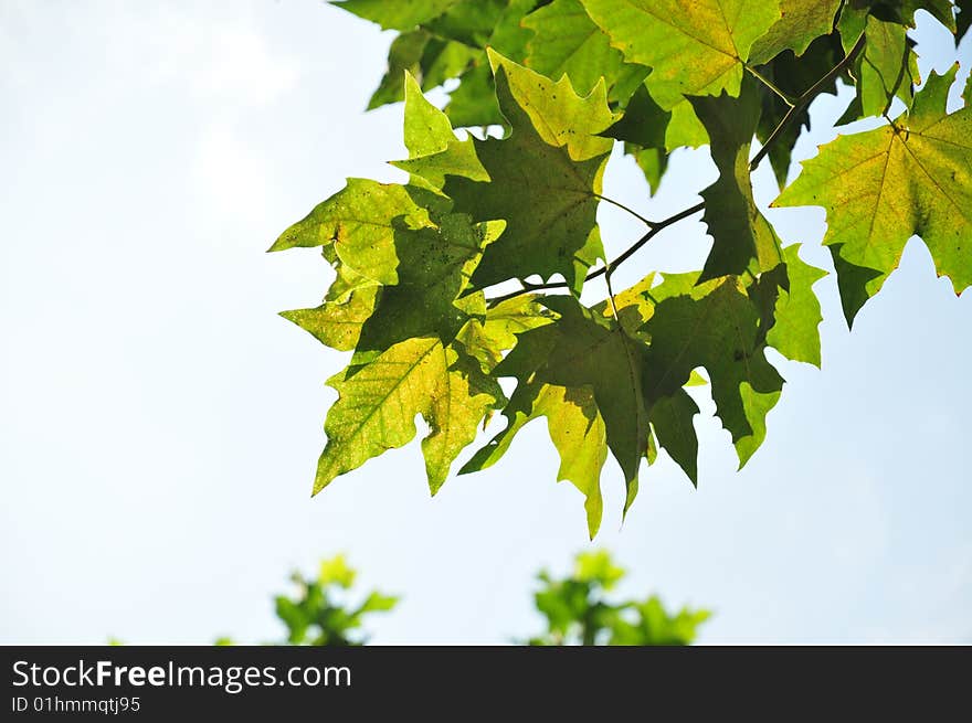 Leaf under sunlight