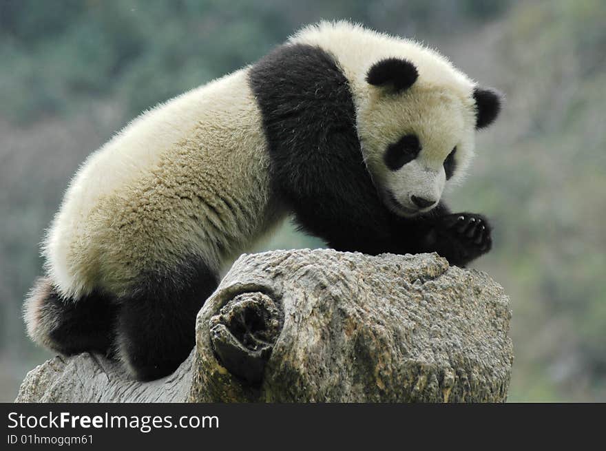 A panda cub in wolong,Sichuan