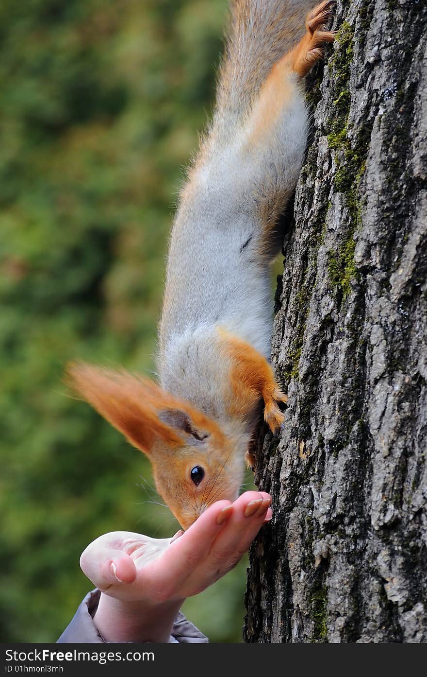 The squirrel has dinner