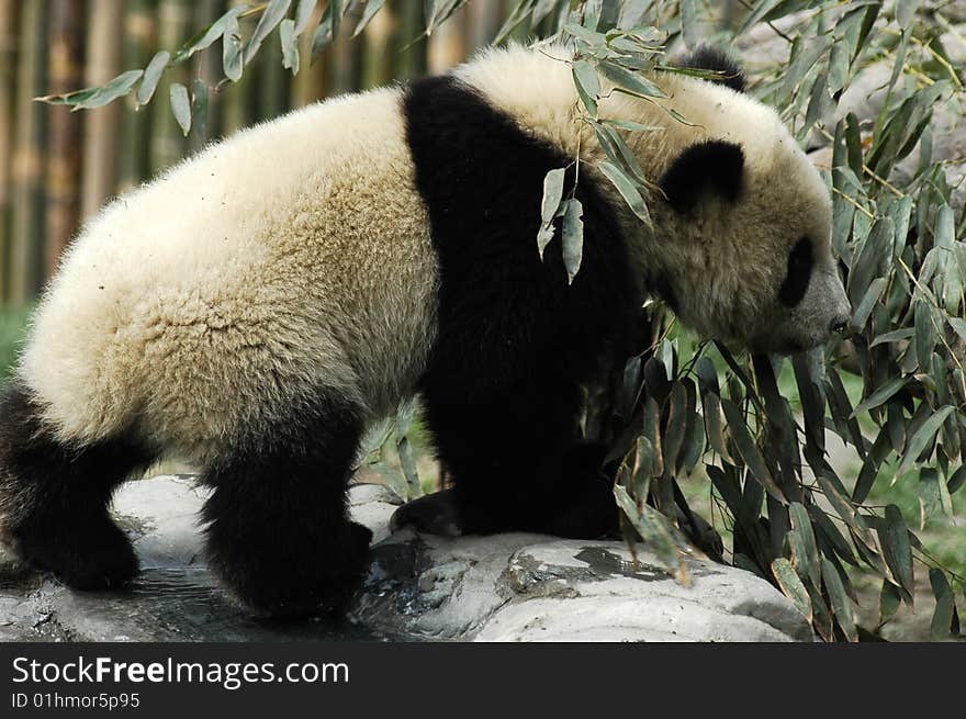 A panda cub in wolong,Sichuan