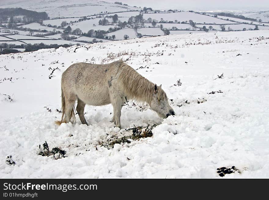 Dartmoor wild pony in the snow