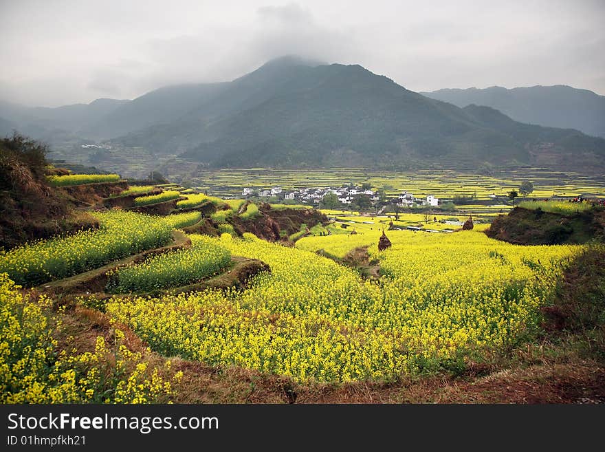 Villages surrounded by rape,province of china. Villages surrounded by rape,province of china.