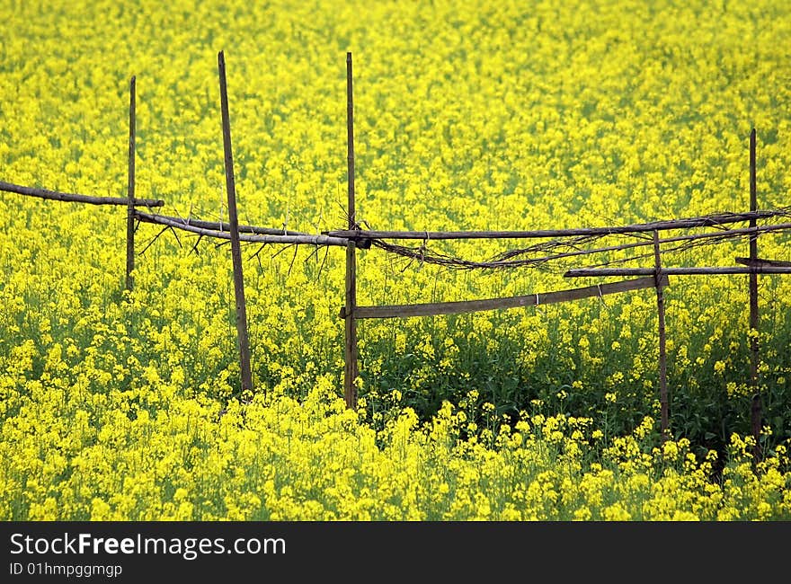 Rapeseed field