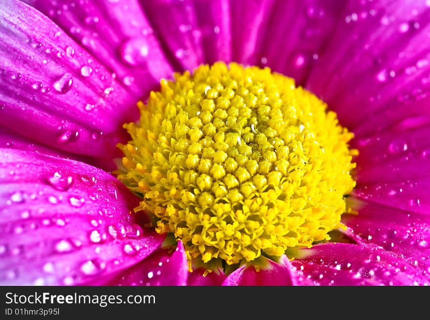 Beautiful daisy gerbera