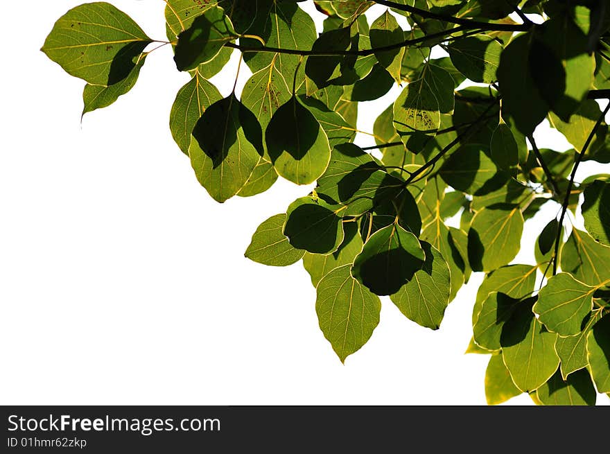 Leaf Under Sunlight